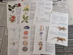 イギリス 動物 植物図鑑 洋書 古書 ボタニカル　切り離し12枚（おまけ1枚）