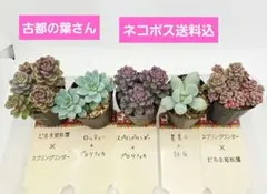 2025年最新】古都の葉の人気アイテム - メルカリ