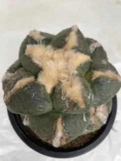 2026年最新】アリオカルプスの人気アイテム - メルカリ