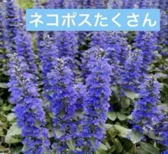 waka 様 専用 20株 アジュガ抜き苗 ネコポスたくさん - メルカリ