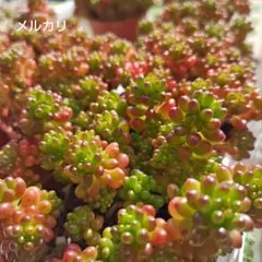 キラキラつぶつぶ可愛いレッドベリー♪画像から5カット.⊹⁺多肉植物　セダム