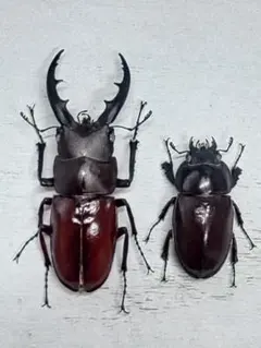 2025年最新】ノコギリクワガタ標本の人気アイテム - メルカリ