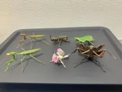 カマキリ　フィギュア　6体セット