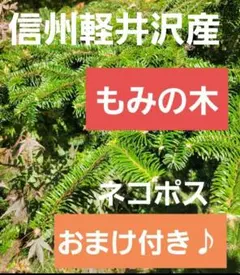 2026年最新】もみの木 苗木の人気アイテム - メルカリ