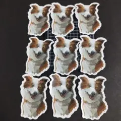 【ジャンク品】ボーダーコリーレッドホワイト防水ステッカー９枚まとめ売り