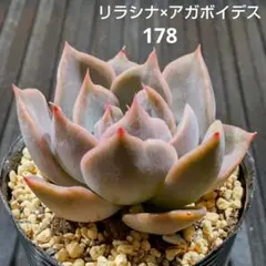 2026年最新】リラシナ 多肉の人気アイテム - メルカリ