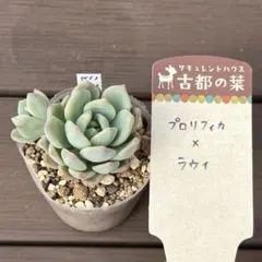 2026年最新】古都葉苗の人気アイテム - メルカリ