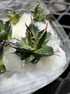 アガベ ホリダのサムネイル