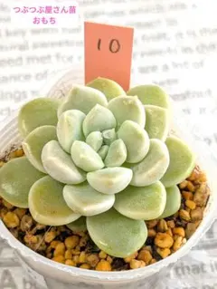 2026年最新】つぶつぶ屋 おひめの人気アイテム - メルカリ