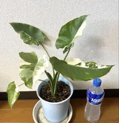 ディフェンバキア ゲッコウ コンパクタ - メルカリ