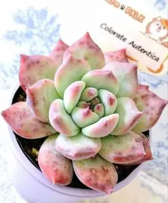 2025年最新】ファームパルクさん苗の人気アイテム - メルカリ