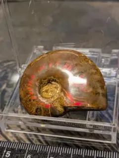 アンモナイト　化石　標本　古生物