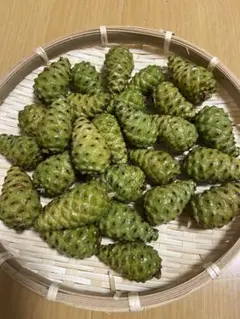 赤松の葉 300g + α+ 青ぼっくり15個ほど。キャンペーンお試し