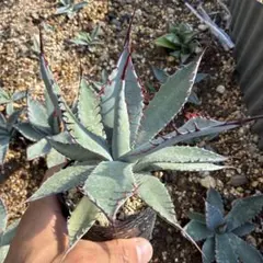 2025年最新】ドライガーデン 植物の人気アイテム - メルカリ