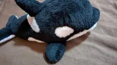 シャチぬいぐるみ 鴨川シーワールド