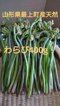 北海道 道北産 天然ハリギリ 300g（北海道内の購入者様限定） 04