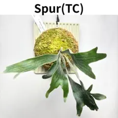 P. Willinckii Spur(TC)[58] - メルカリ