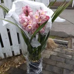 2026年最新】シンビジウム鉢の人気アイテム - メルカリ