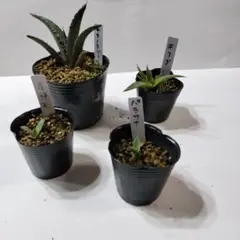 2026年最新】アガベ 吉祥天の人気アイテム - メルカリ