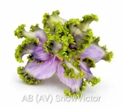 セントポーリア AB (AV) SnowVictorのサムネイル