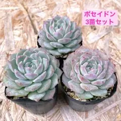 2025年最新】多肉植物 エケベリア セットの人気アイテム - メルカリ