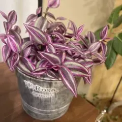 オマケ植物付き！希少トラディスカンティア　ピンクパラダイス　カット苗3本のサムネイル