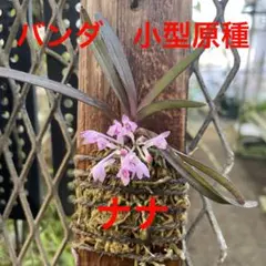 洋蘭　バンダ　２本 楽天市場】洋ラン【開花見込株】バンダ トゥインクル 吊り 6cm