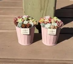 多肉植物 寄せ植え そのまま飾れる‪ (*˙˘˙*)❥❥ピンクNo.4