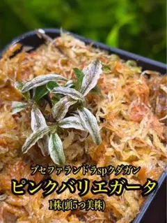 ブセファランドラspクダガンピンクバリエガータ　1株　水上葉　無農薬　メルカリ便 ブセファランドラspクダガンピンクバリエガータ 1株 水上葉 無農薬