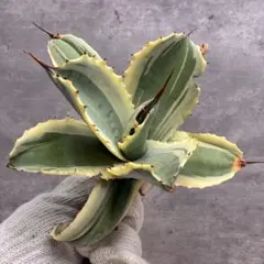 2025年最新】アガベ オバティフォリアの人気アイテム - メルカリ