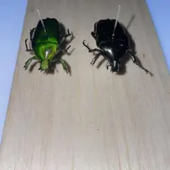 2025年最新】カナブン標本の人気アイテム - メルカリ