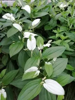 mkmk様 リクエスト 3点 まとめ商品