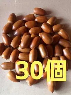 どんぐり　マテバシイ　30個