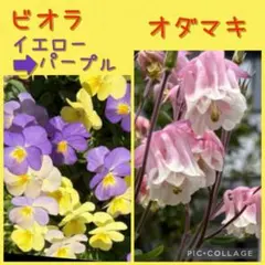 ビオラ イエローパープル オダマキ セット　種　　No. Nのサムネイル