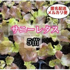 ☆シナモンロール☆様 リクエスト 2点 まとめ商品