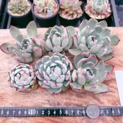 だいすけ様 リクエスト 2点 まとめ商品