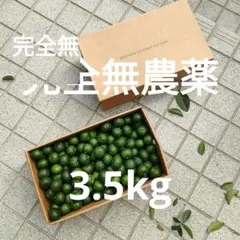 シークワーサー　3.5kg 　 おまけプラス約300g程 10月7日　朝収穫