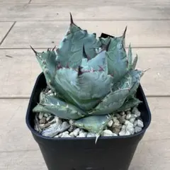 2025年最新】アガベ ハイブリッドの人気アイテム - メルカリ