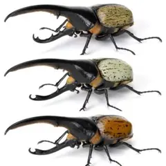 いきもの大図鑑　かぶとむし07 ヘラクレス　3種セット　リッキー