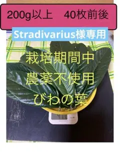 Stradivarius様専用 びわの葉　200gのサムネイル