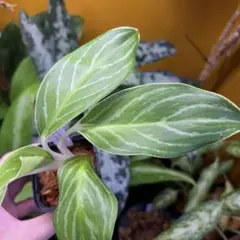 珍品 Aglaonema nitidum 'White Stem' アグラオネマ - メルカリ