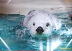 鳥羽水族館 キラ メイ バースデー ポスター メイ お誕生日グッズのサムネイル