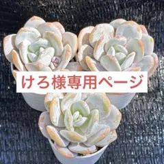 多肉植物　エケベリア　販売会　けろ様　専用ページ