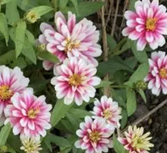 矮性ジニア　ピンク　種