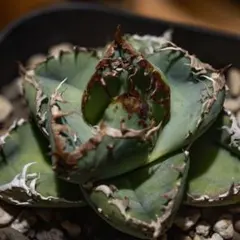 Agave titanota”麻花龍” Berlin産 - メルカリ