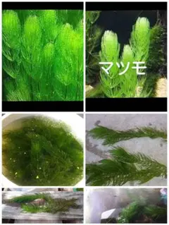 マツモ規格外20本のサムネイル