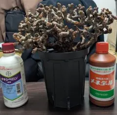 三葉虫の化石 希少 Malvinella ボリビア産 本物保証 - メルカリ