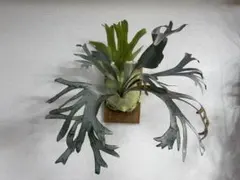 p.sp (majusmix)マジュスポ 法花園 ビカクシダ D - メルカリ