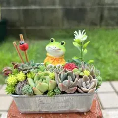 最終お値下げ】多肉植物 寄せ植え このまま飾れます♪ スヌーピー