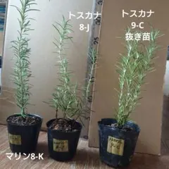 専用【トスカナ9C抜き苗&トスカナ8-J.マリンブルー8-K】抜き苗とポット